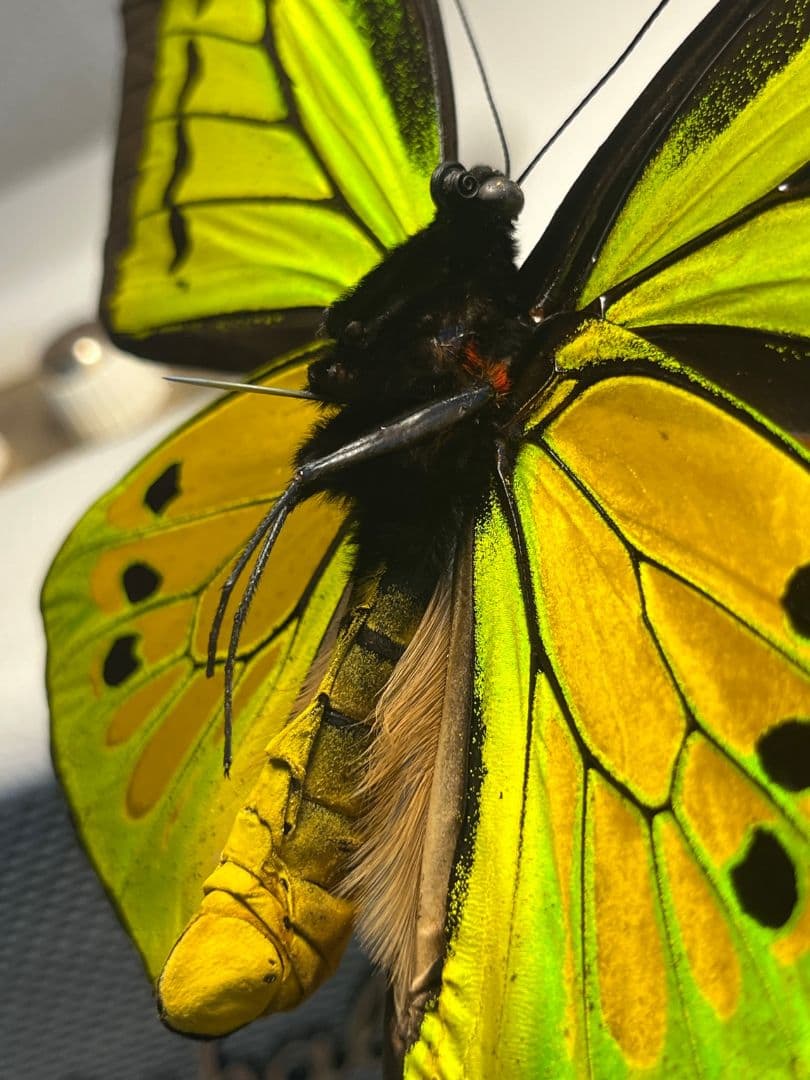 【蝶最大級】ゴライアストリバネアゲハ 外国産蝶標本 蝶 標本メガネトリバネアゲハ