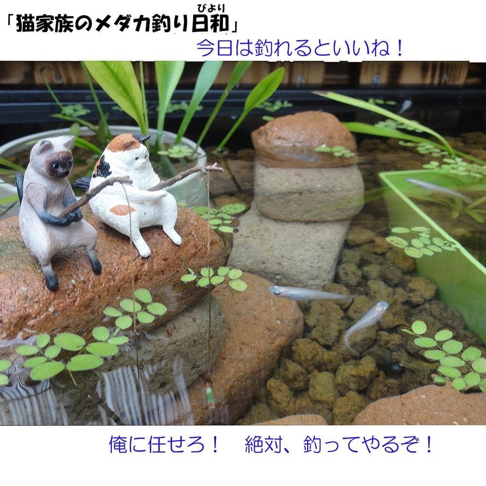 ビオトープ 25L トロ舟＆木枠セット（棚付き）メダカ・金魚飼育用