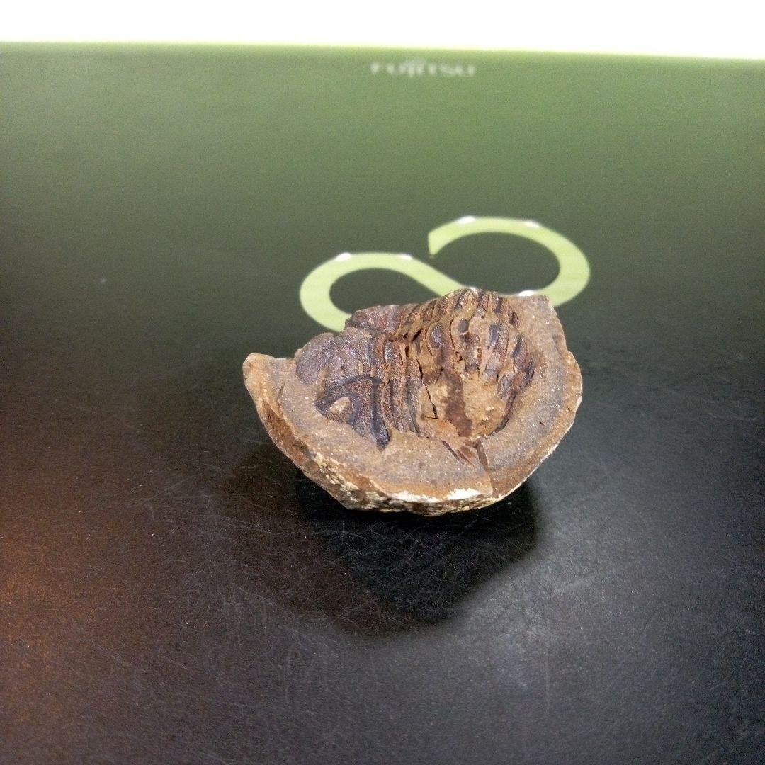 三葉虫　化石　fossil　ボリビア産　trilobite　三葉虫判別➁