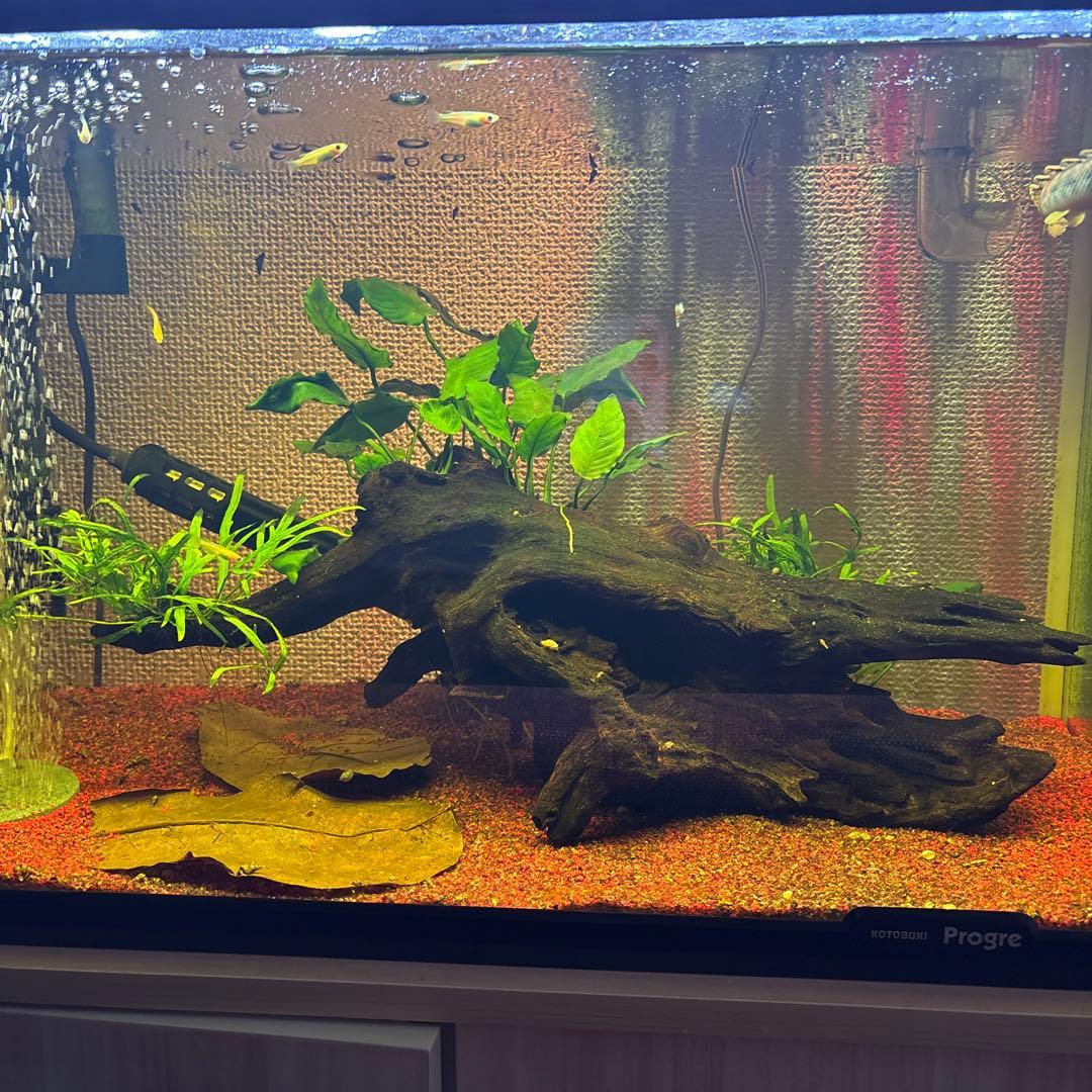 水草活着流木 アヌビアス・キングコング ミクロソリウム・トライデント