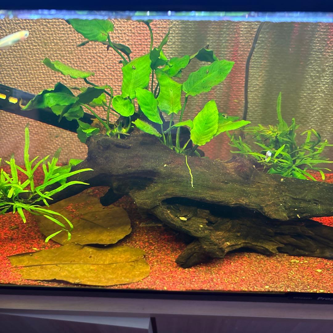水草活着流木 アヌビアス・キングコング ミクロソリウム・トライデント
