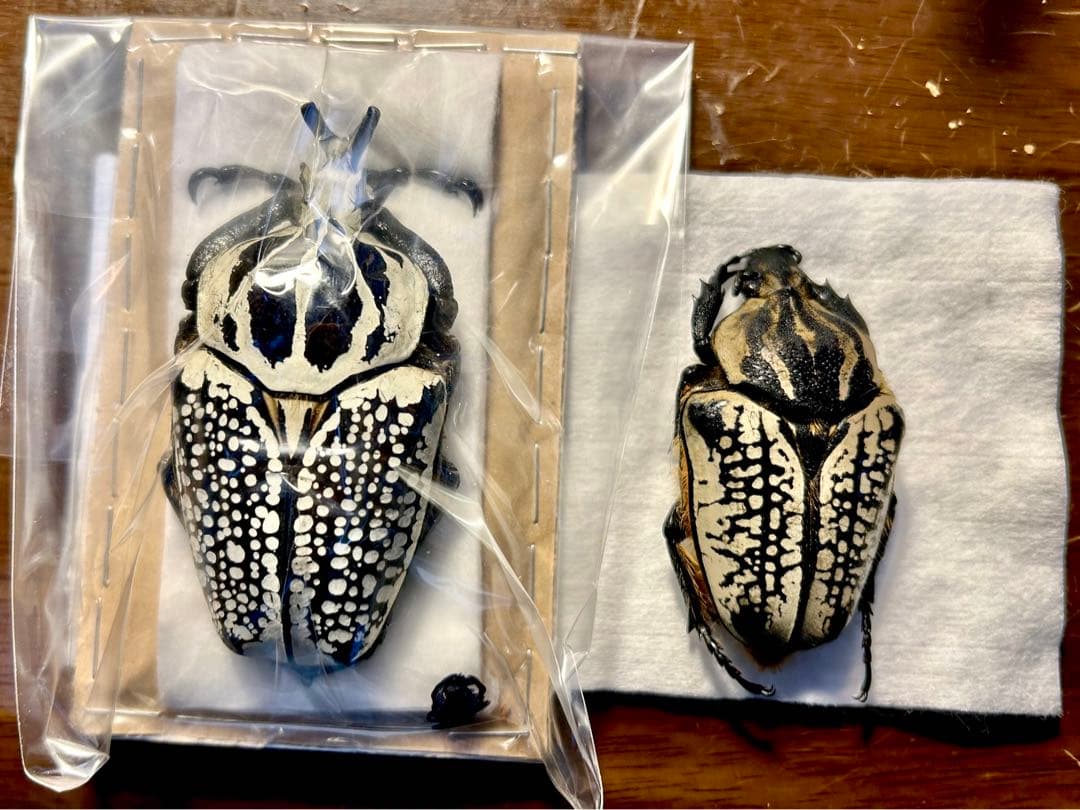 みうみう標本です。