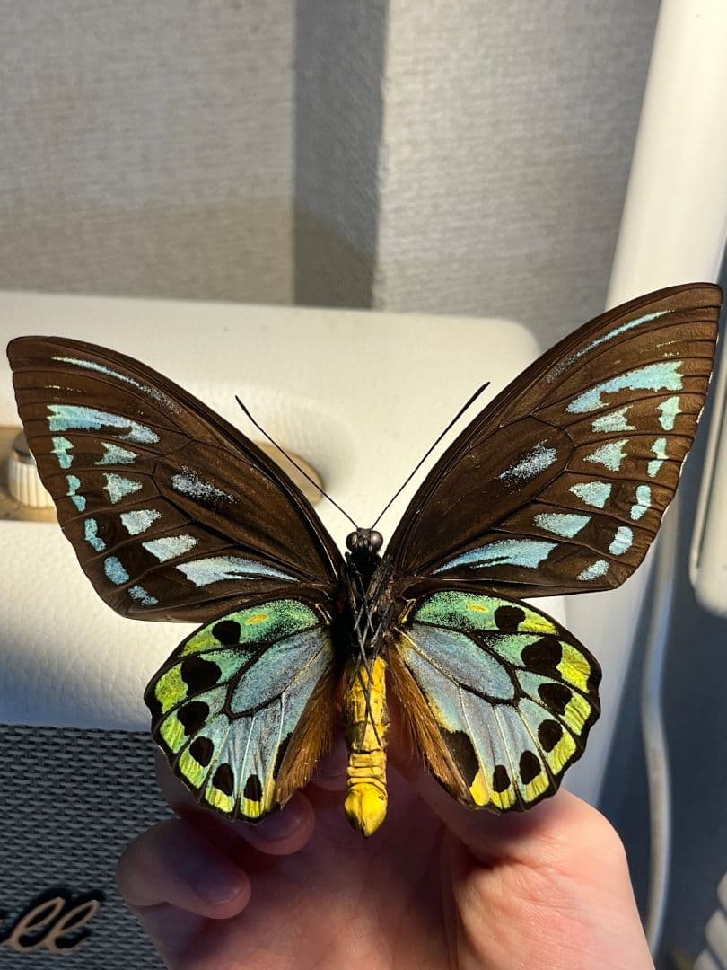 アオメガネトリバネアゲハ 外国産蝶標本 モルフォ 蝶 標本 野外採集品 蝶の標本