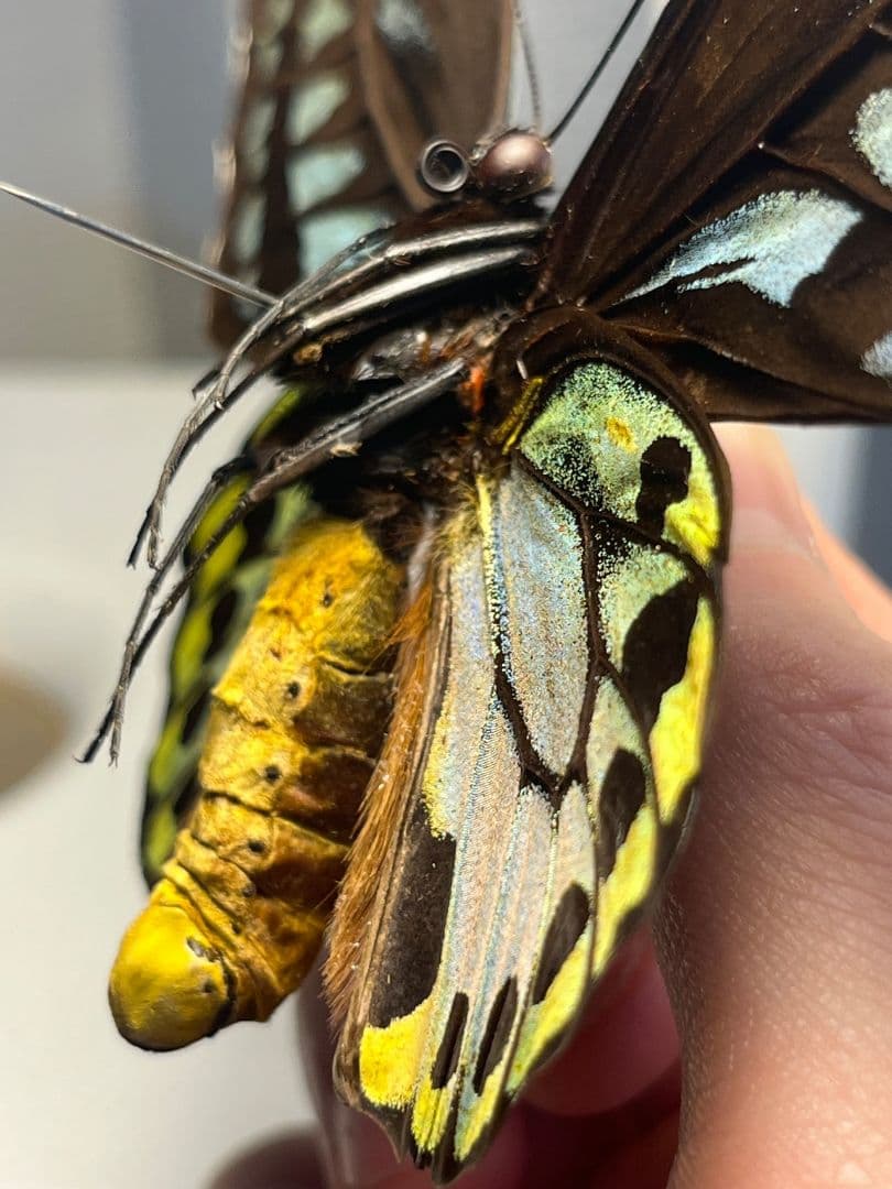 アオメガネトリバネアゲハ 外国産蝶標本 モルフォ 蝶 標本 野外採集品 蝶の標本