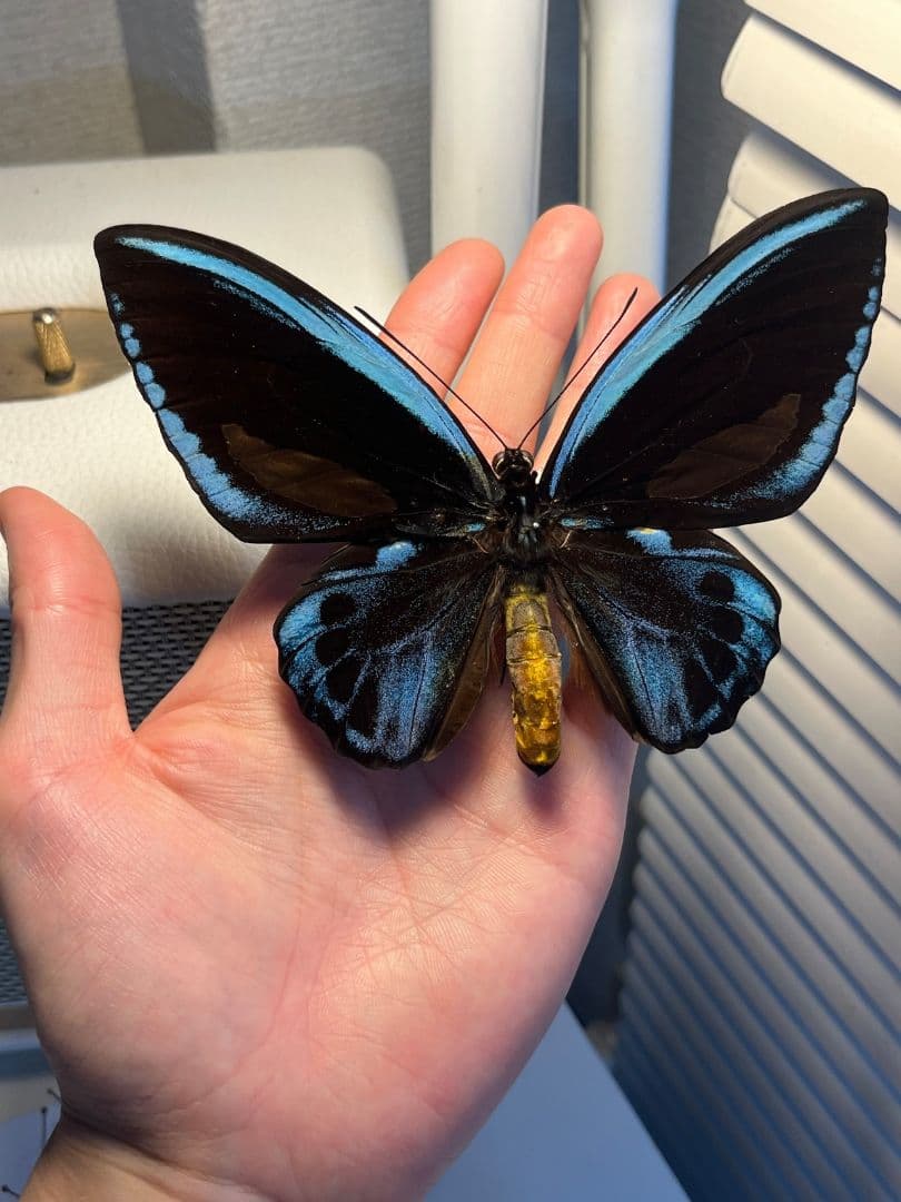 アオメガネトリバネアゲハ 外国産蝶標本 モルフォ 蝶 標本 野外採集品 蝶の標本