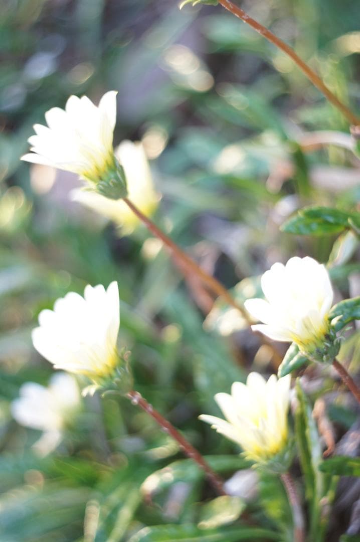 【富岡光学 ヤシカ】 Auto Yashinon DS 50mm F1.9