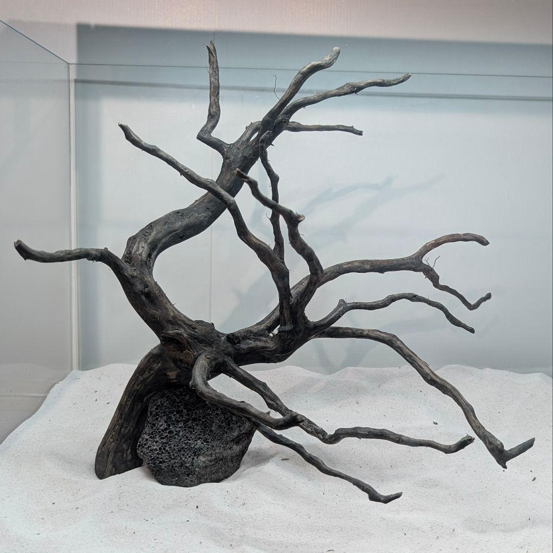 ブラックスマトラブランチ【BSB118】アクアリウム まとめ買い対応可 水槽