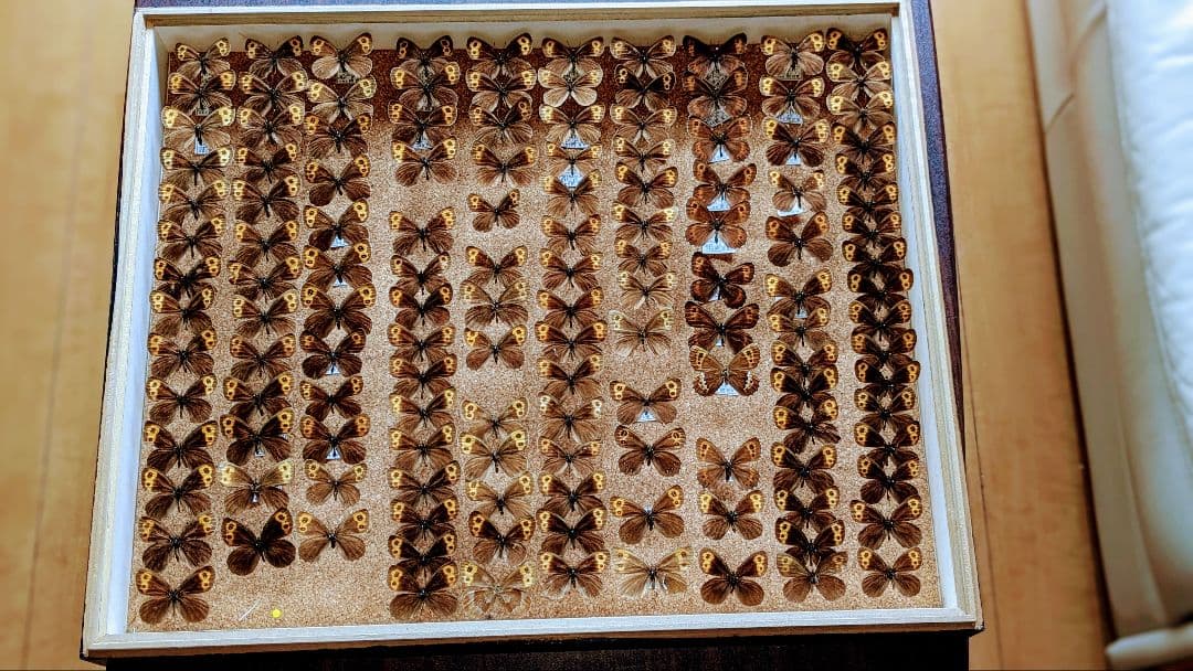 ベニヒカゲ　クモマベニヒカゲ　セット