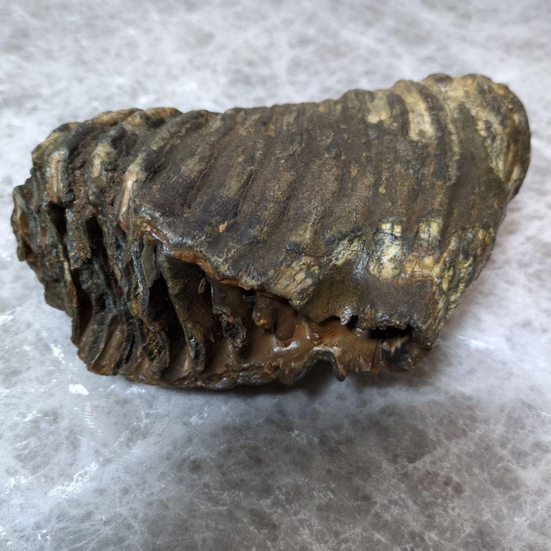 （希少）マンモス ナウマンゾウ 歯化石 臼歯