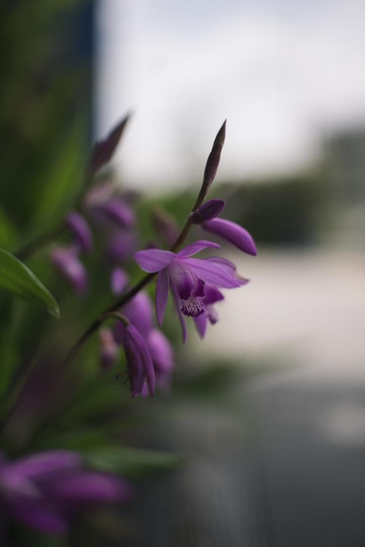 LIC様！銘玉の完成形！Leica SUMMICRON 50mm F2 3rd