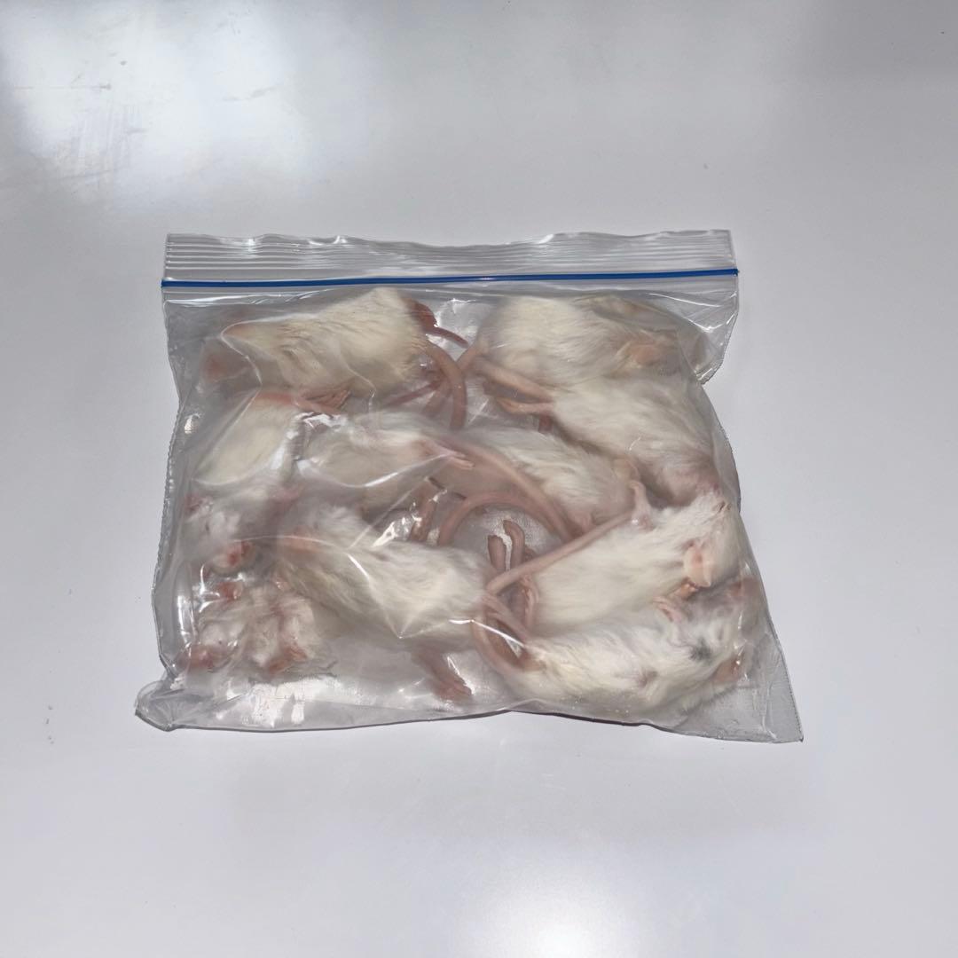 冷凍マウス ピンクS 100 ホッパー50 アダルトL50 送料込み　砂糖