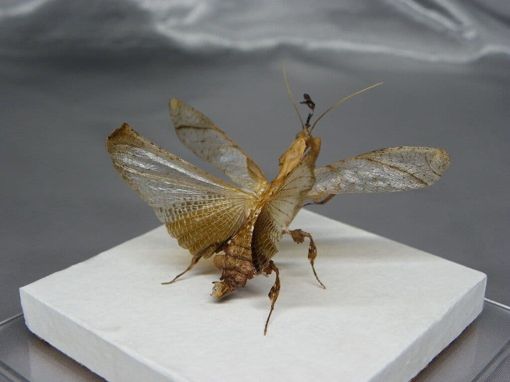 ゴーストマンティス／ペア　立体標本