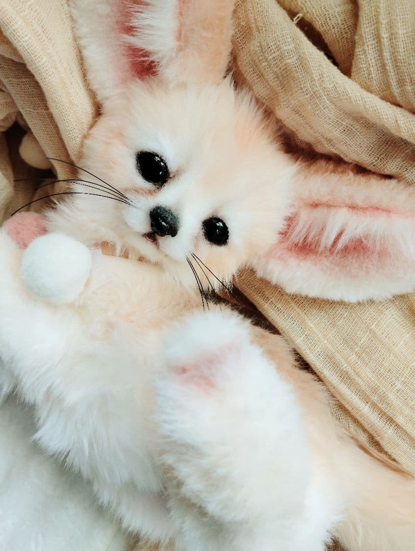 生後２ヶ月♡ベビーフェネックちゃん♡アートドール♡ぬいぐるみ♡