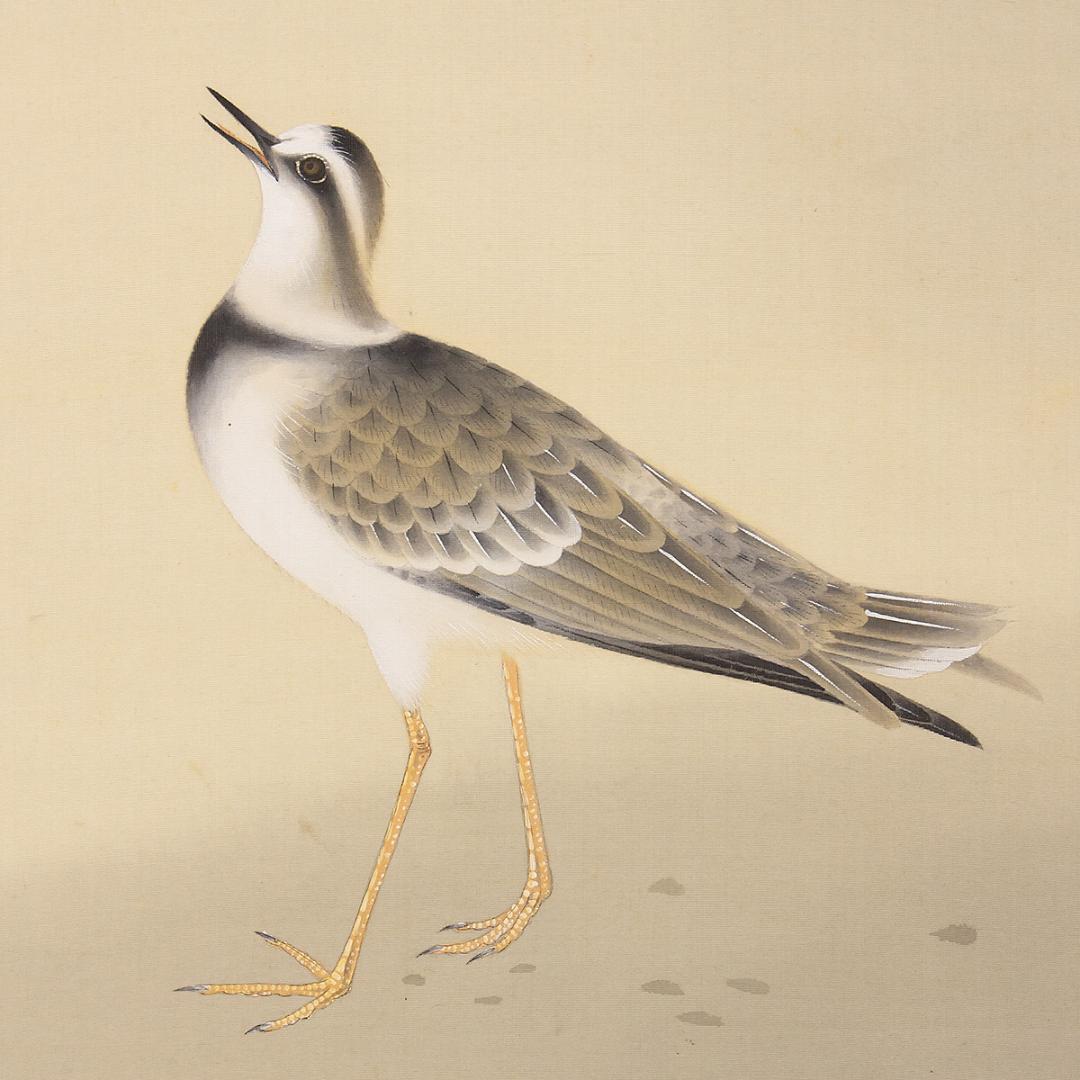 掛軸 日本画 山本倉丘「千鳥」本名 傳三郎 山元春挙,堂本印象に師事 高知生