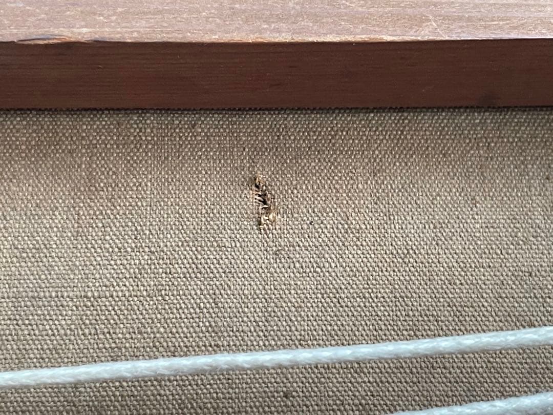 画家　加藤静児　静物　油彩画　油絵　額入　花　薔薇　薔薇の絵　バラ