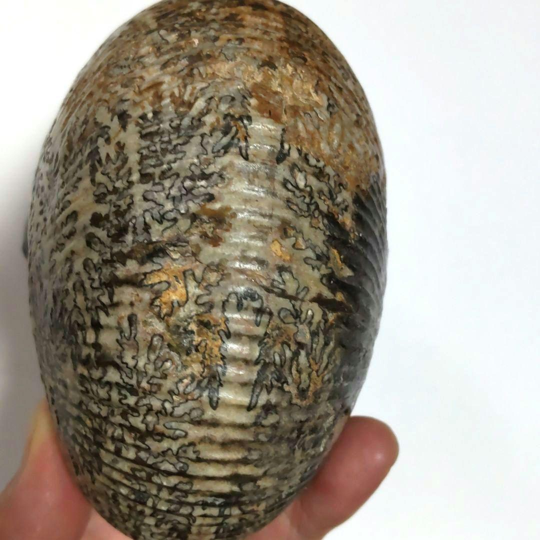 アンモナイト化石　シダ模様　大型約14cm　美品