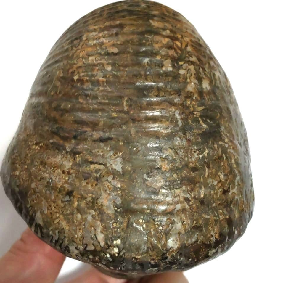 アンモナイト化石　シダ模様　大型約14cm　美品