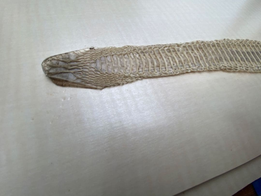 アオダイショウ抜け殻