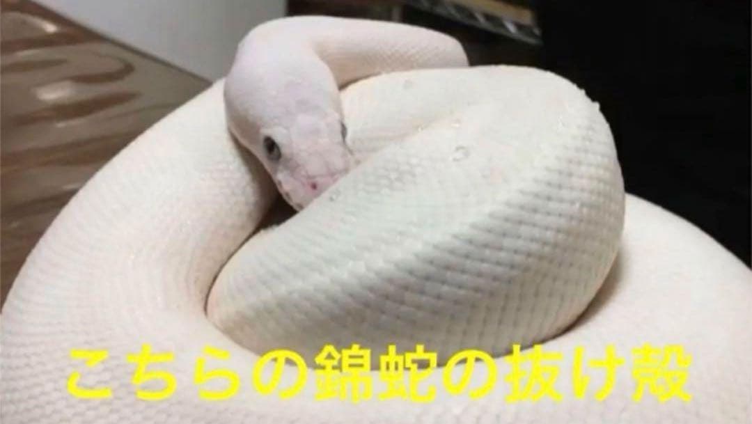 オルゴナイト 白蛇の抜け殻入り 金運 開運 魔除け 家内安全