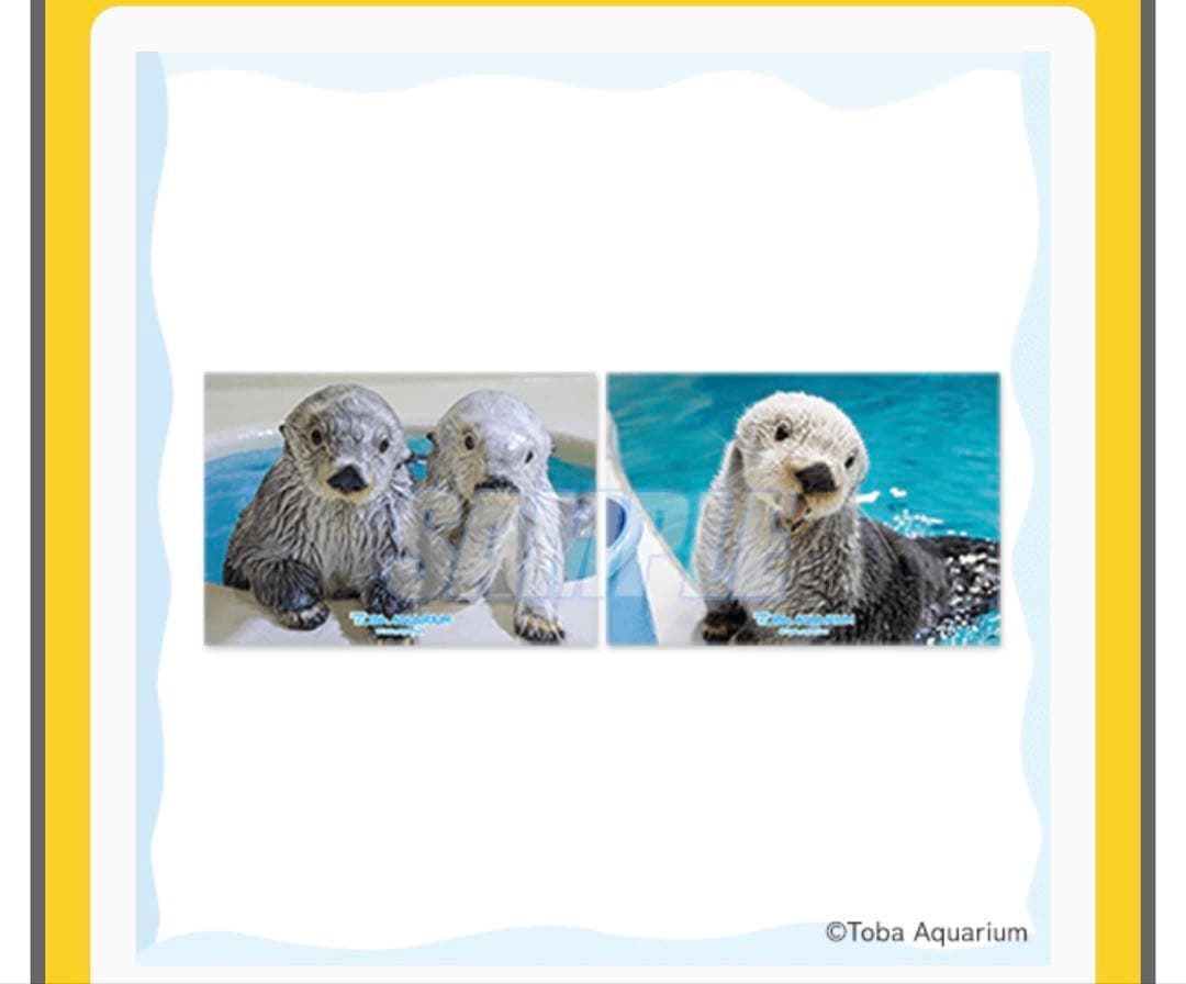 鳥羽水族館 70周年ラッコセット