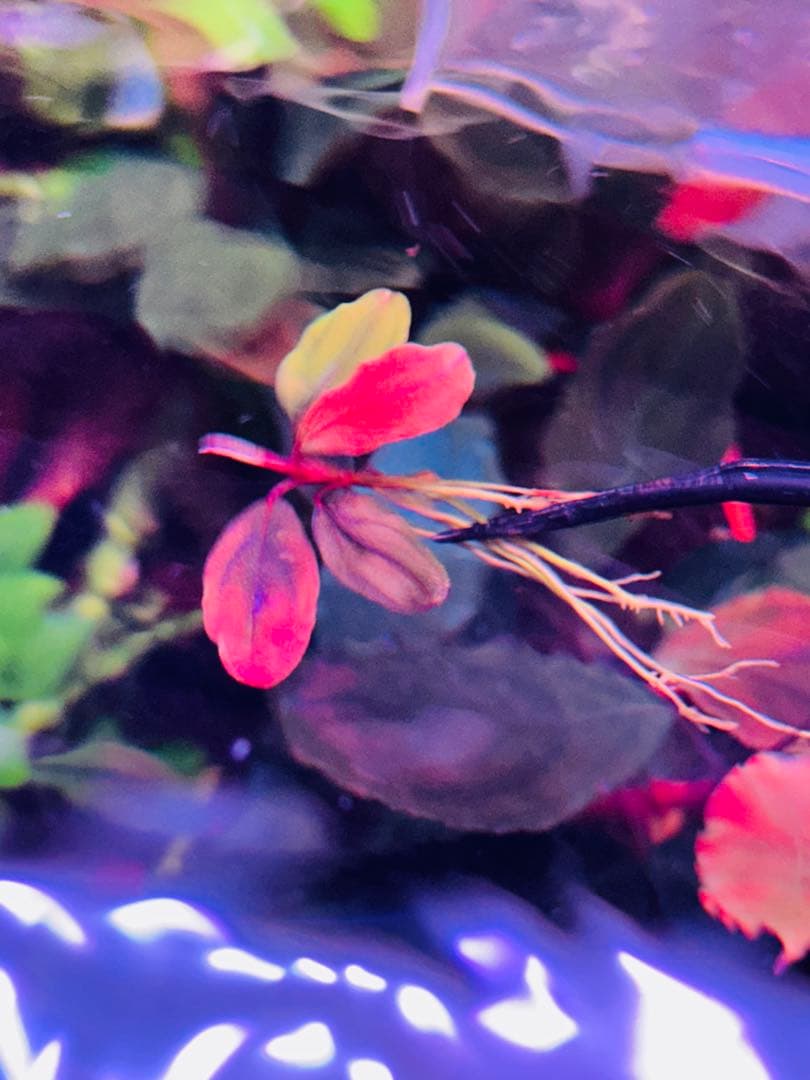 ブセファランドラ sp. ファンタスティックパープル