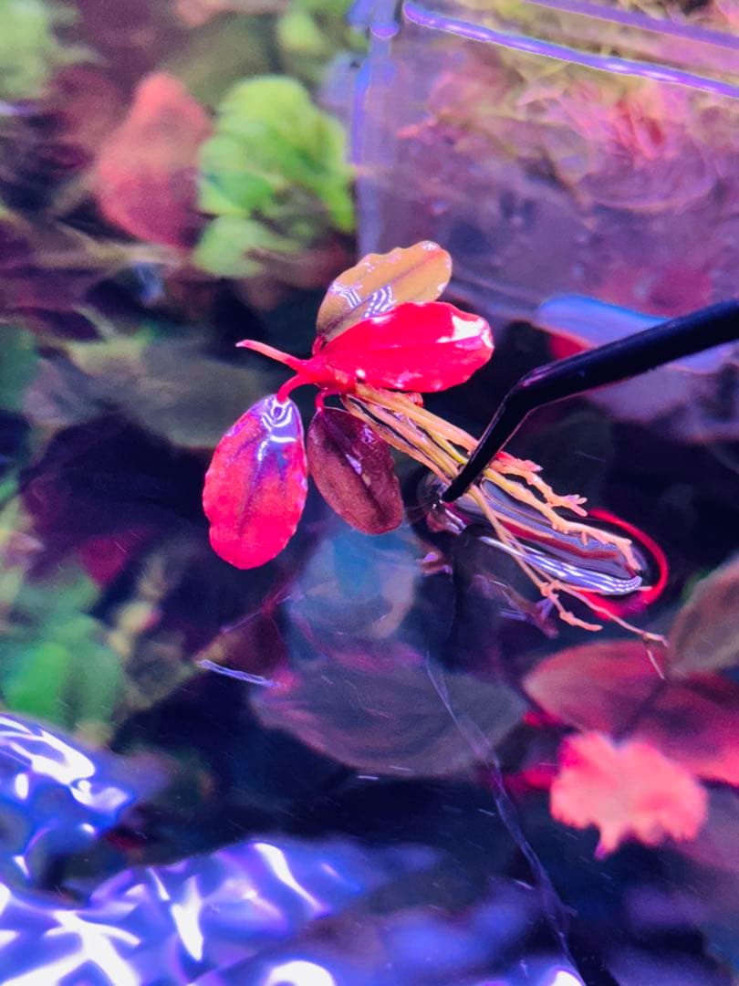 ブセファランドラ sp. ファンタスティックパープル