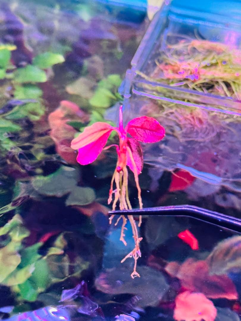 ブセファランドラ sp. ファンタスティックパープル