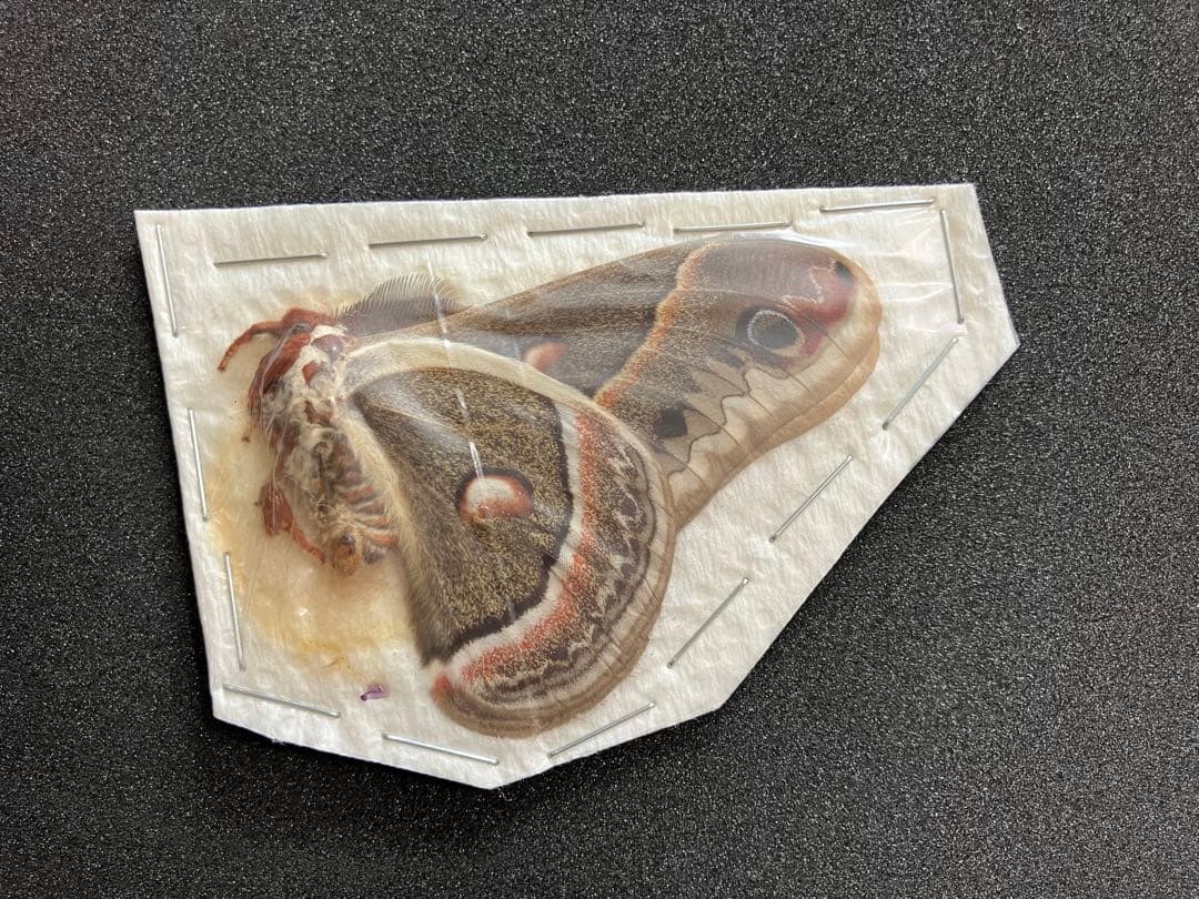 蛾 セクロピアサン ♂ 未展翅標本