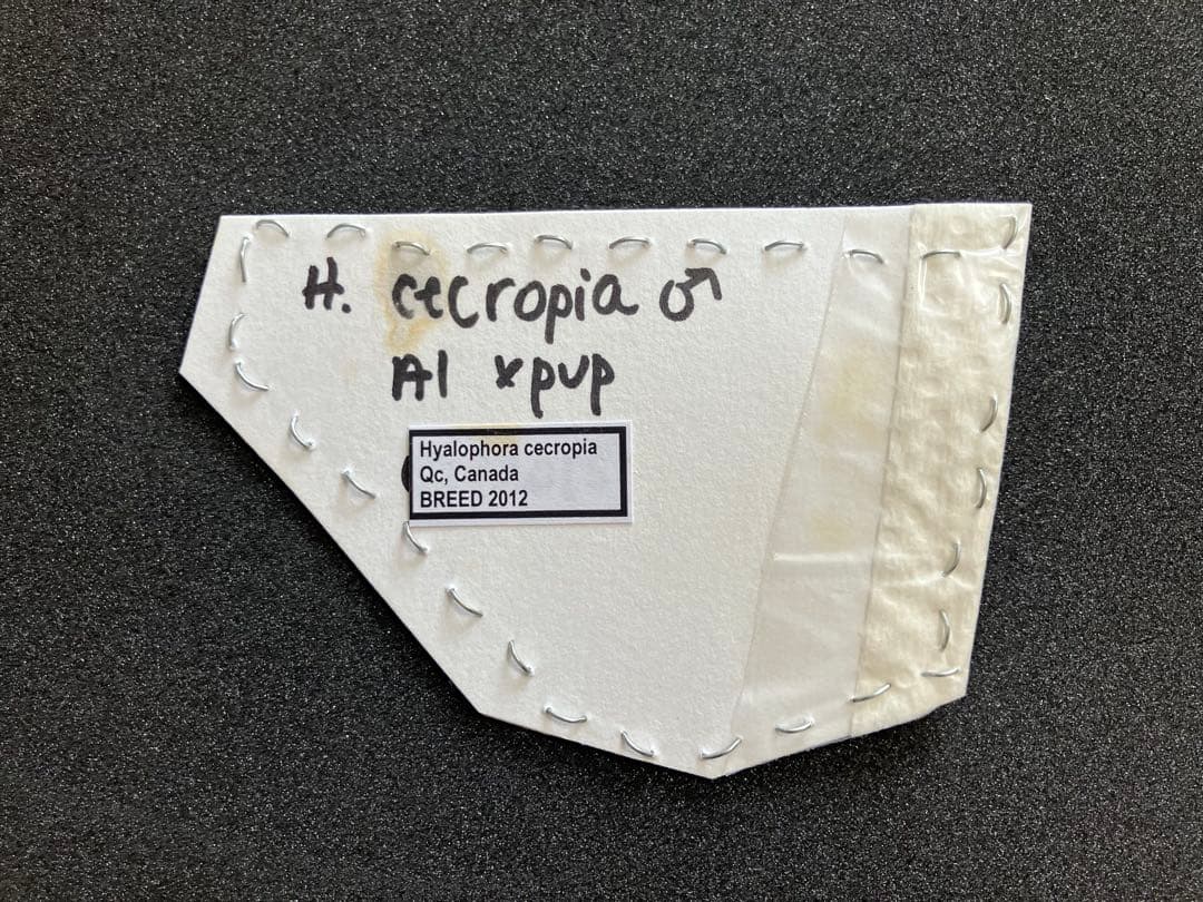蛾 セクロピアサン ♂ 未展翅標本