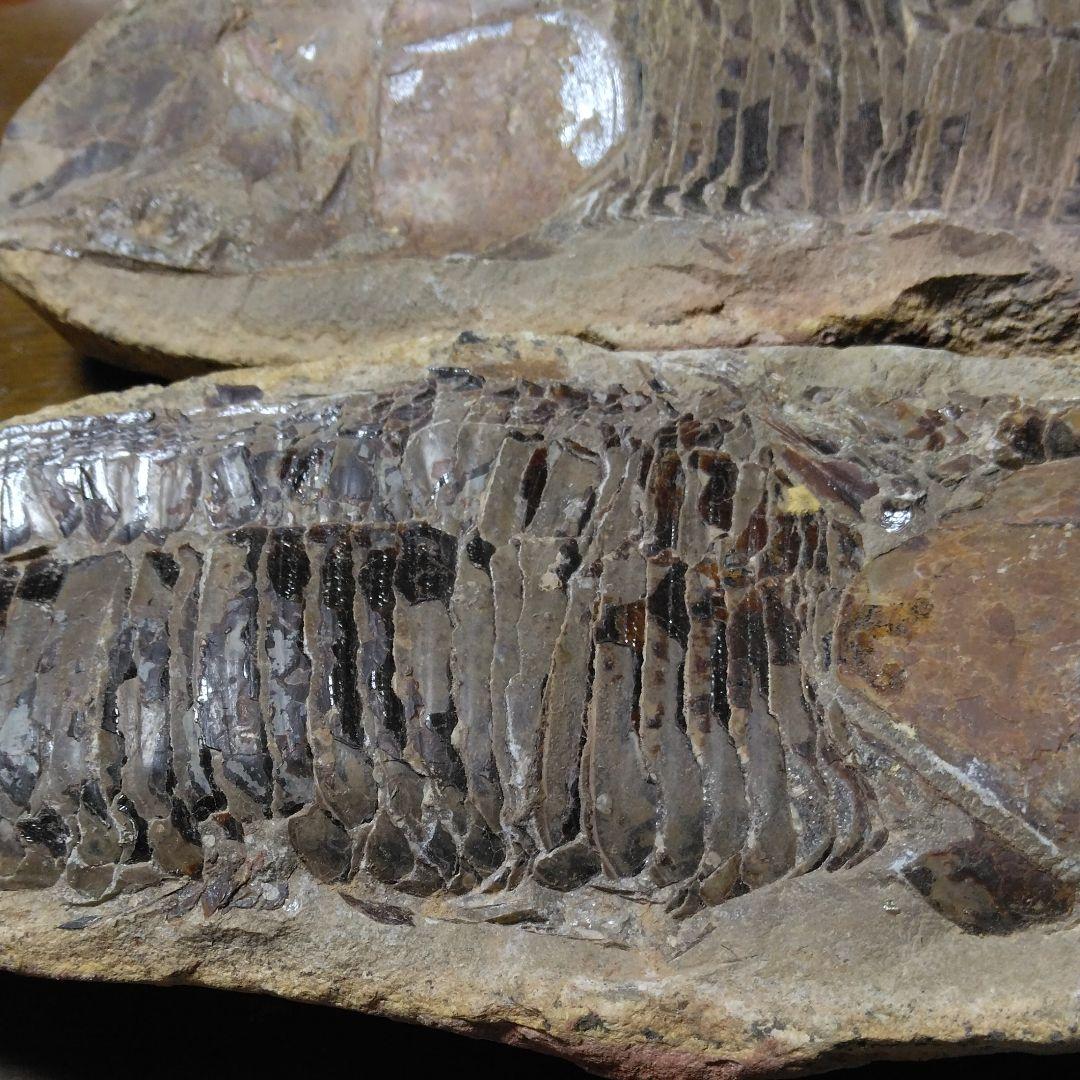 化石　　三葉虫　　石　　古い　　レトロ