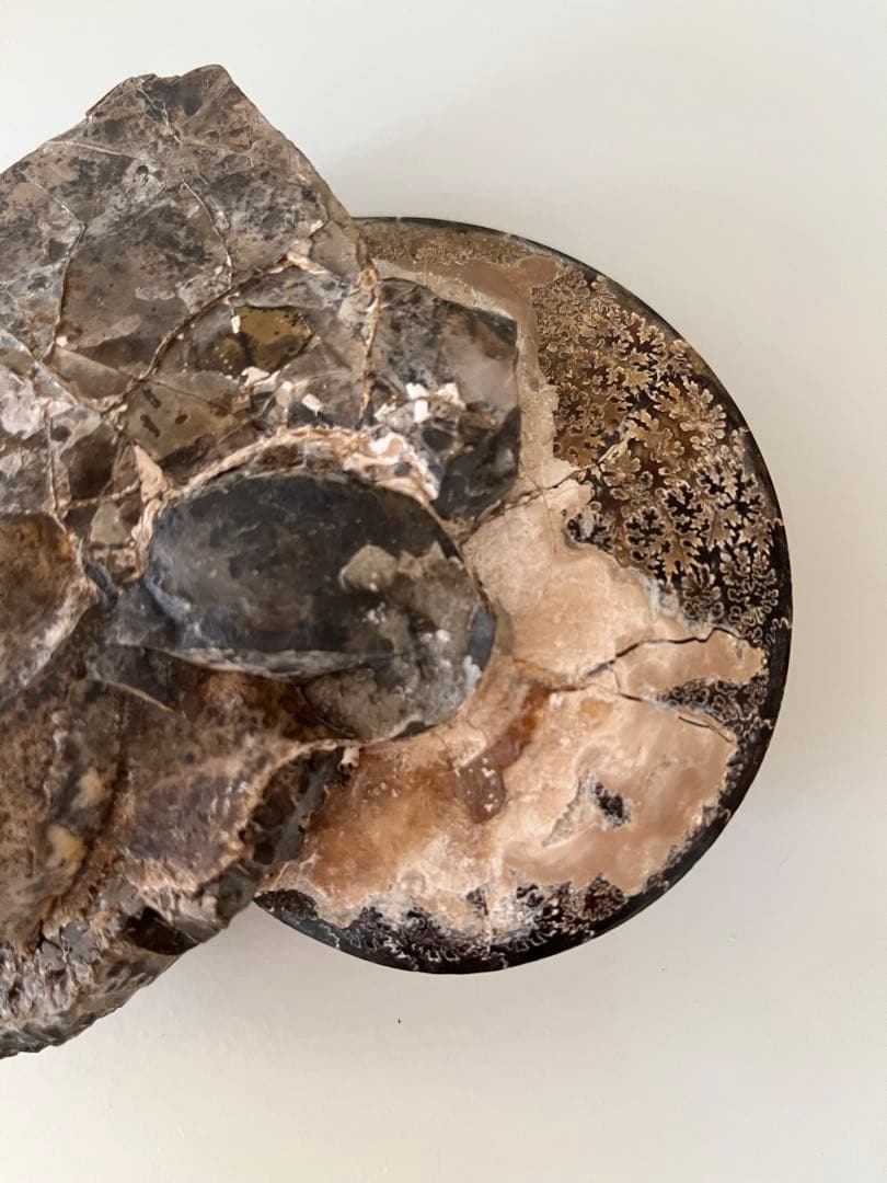 美品アンモナイト化石　菊石　15.5cm