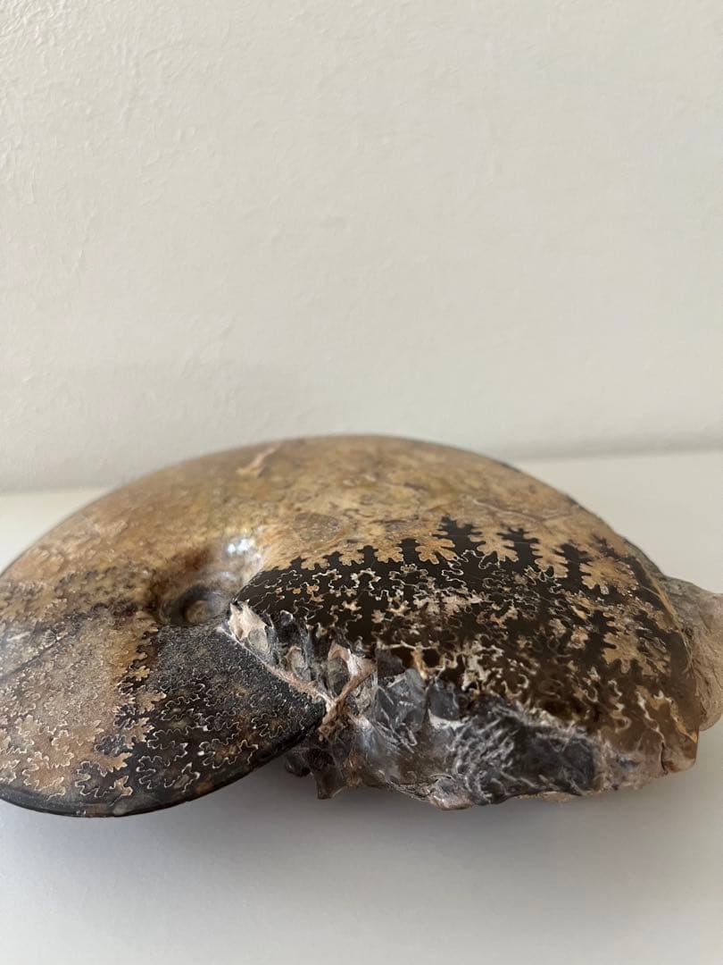 美品アンモナイト化石　菊石　15.5cm