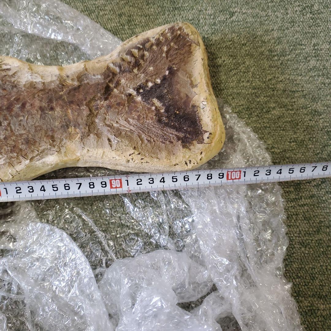 魚の化石 Chloroscyllium sp. 標本 K-1 約100cm