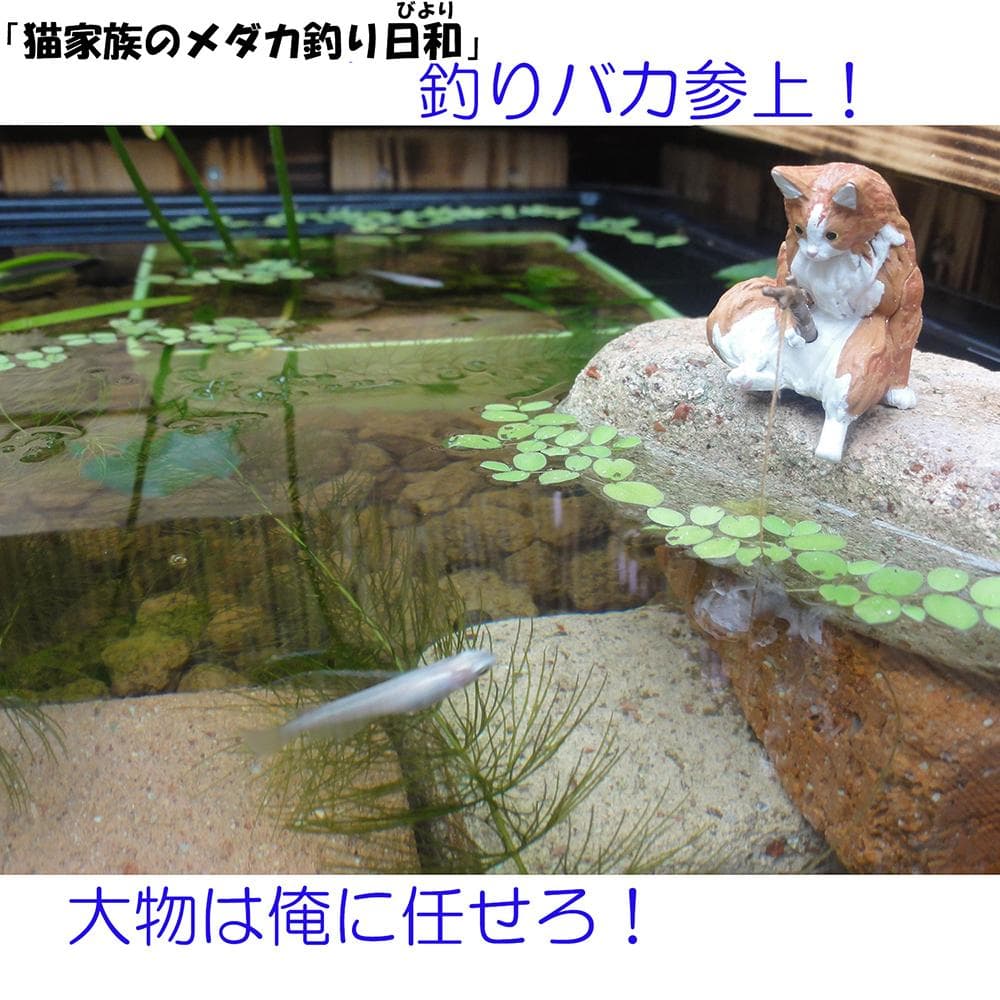 高さの有るビオトープ 60L トロ舟＆木枠セット（棚付き）