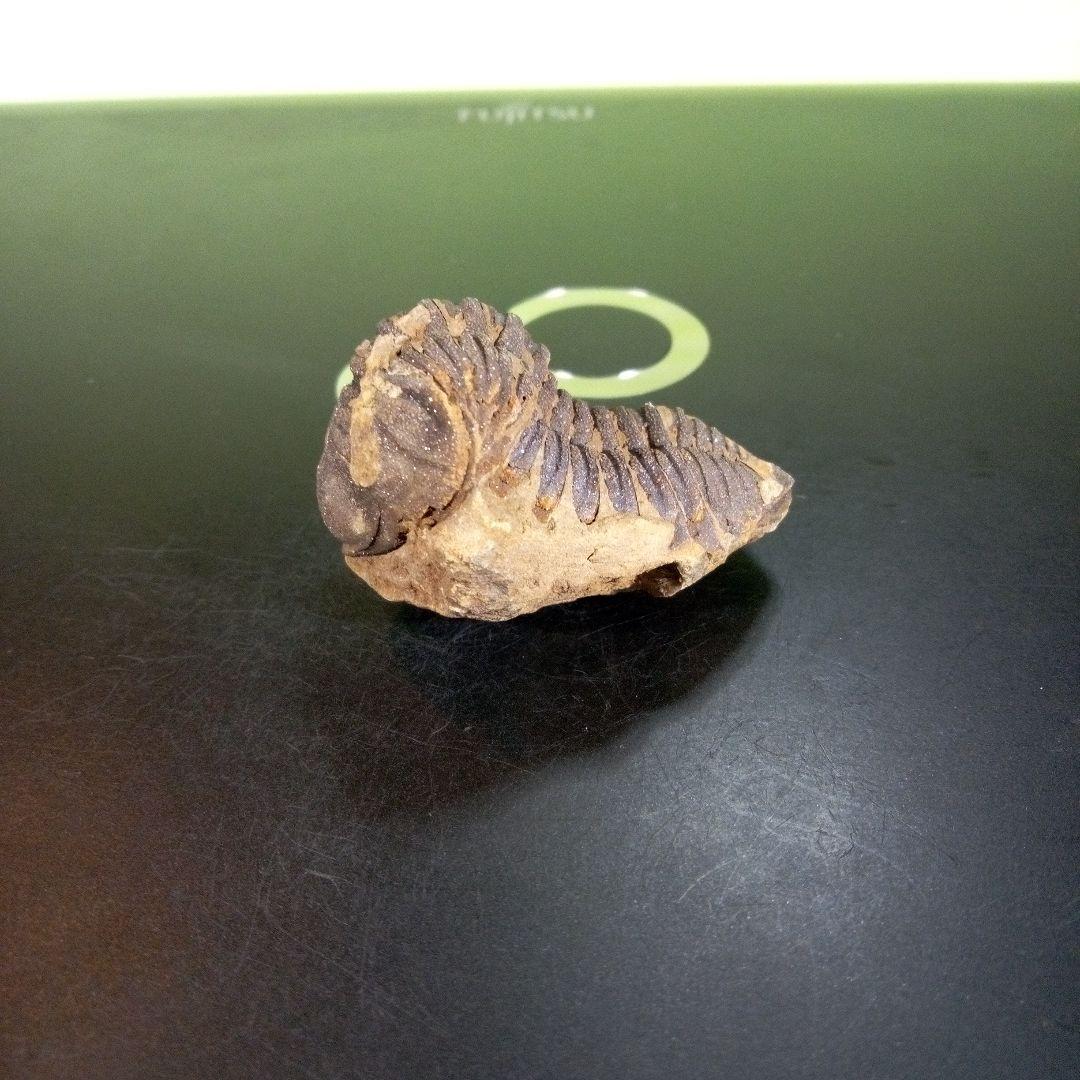 三葉虫　化石　ボリビア産　南アメリカ　trilobite　Bolivia三葉虫④