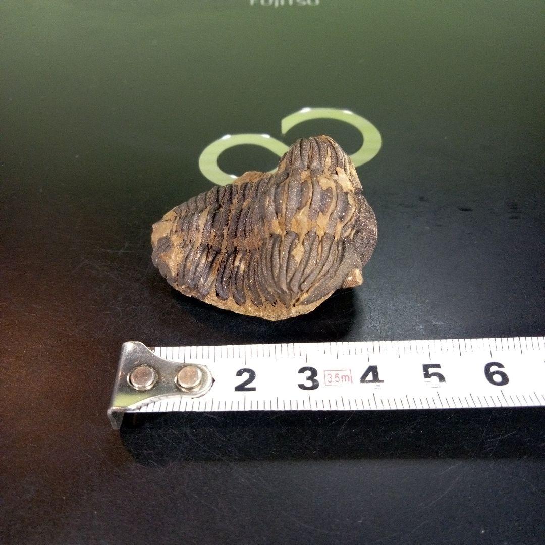 三葉虫　化石　ボリビア産　南アメリカ　trilobite　Bolivia三葉虫④