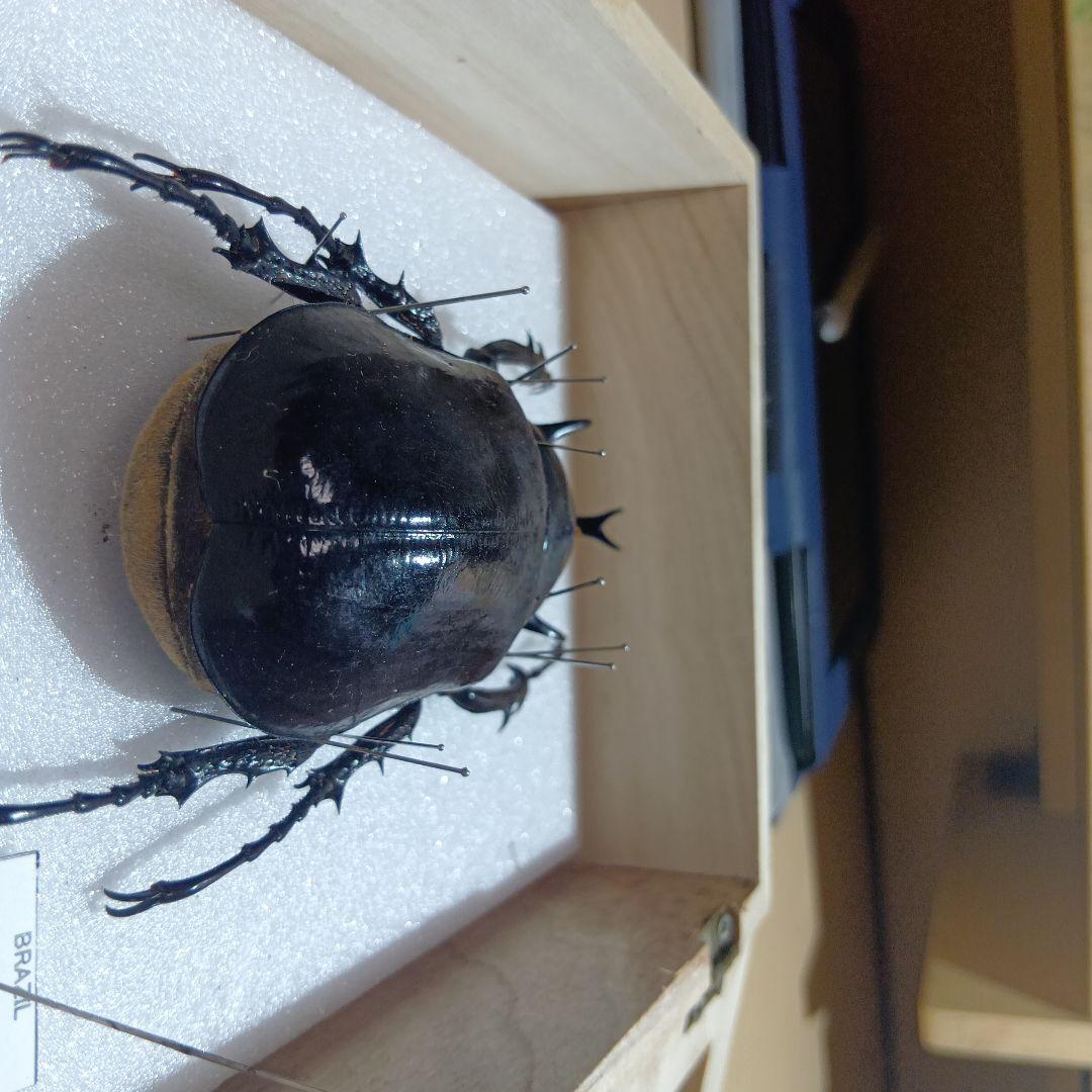 ⚠️最終値下げ⚠️早いもんがち‼️マルスゾウカブト標本 木製ケース入り