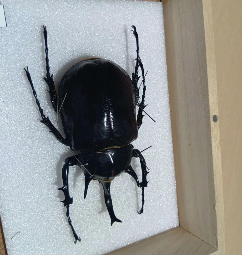 ⚠️最終値下げ⚠️早いもんがち‼️マルスゾウカブト標本 木製ケース入り