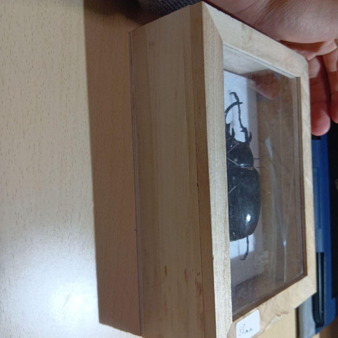 ⚠️最終値下げ⚠️早いもんがち‼️マルスゾウカブト標本 木製ケース入り