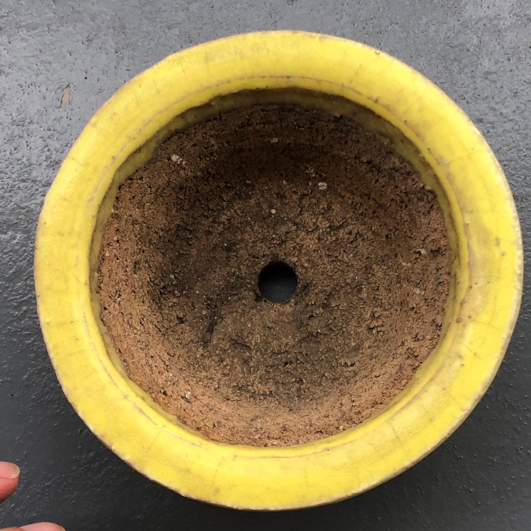 446.春嘉 黄釉丸鉢 盆栽鉢 植木鉢 13.5*6cm