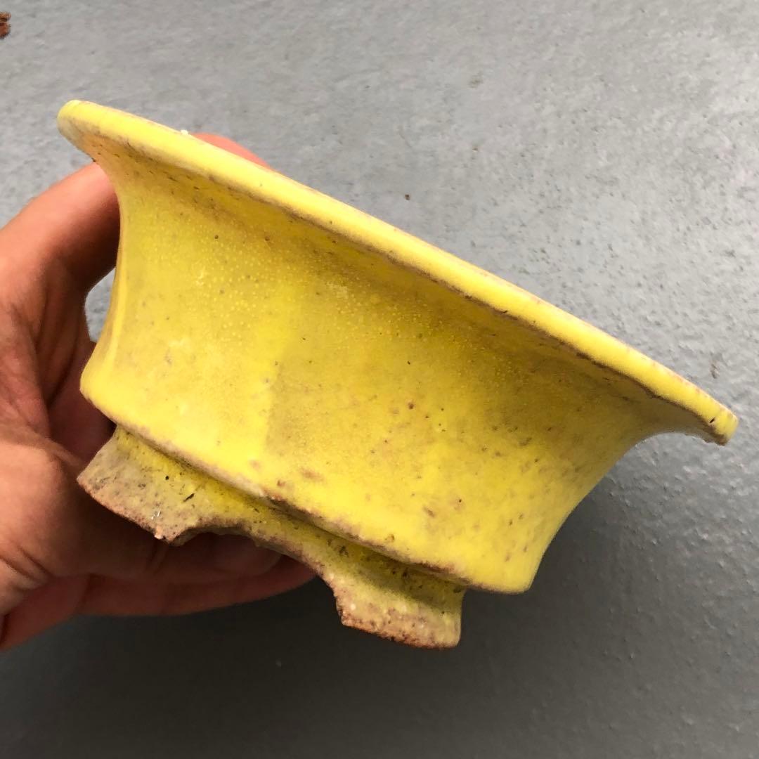 446.春嘉 黄釉丸鉢 盆栽鉢 植木鉢 13.5*6cm