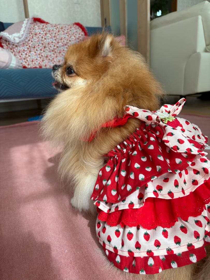 いちごちゃん犬服ハンドメイドワンピース終了