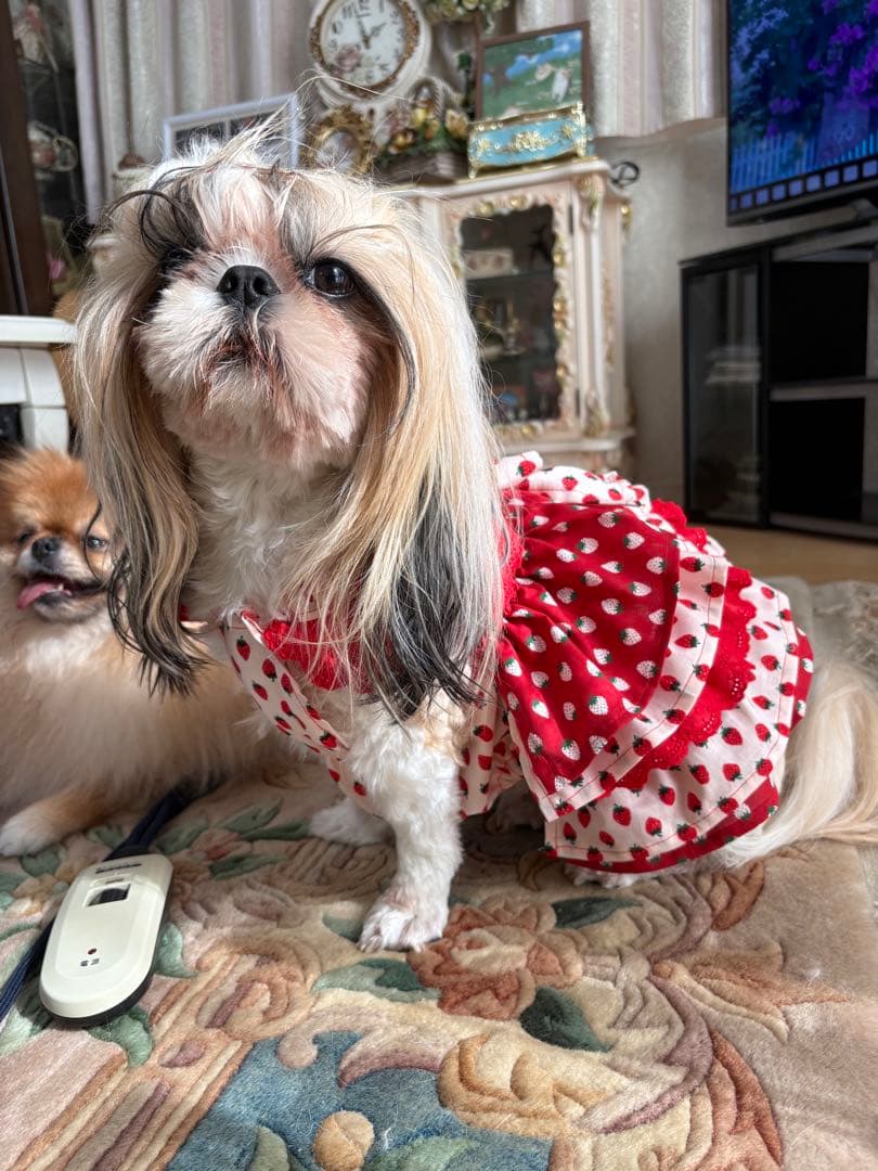 いちごちゃん犬服ハンドメイドワンピース終了