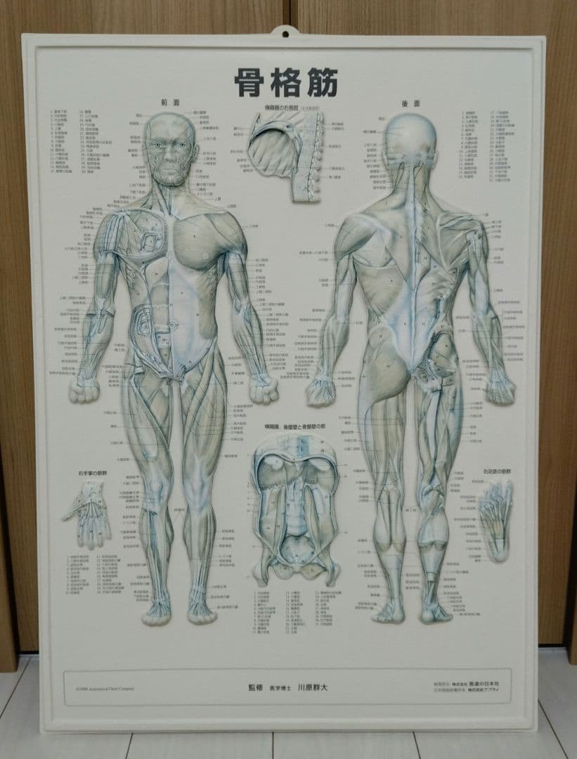 解剖学的人体半立体壁掛けポスター8枚セット