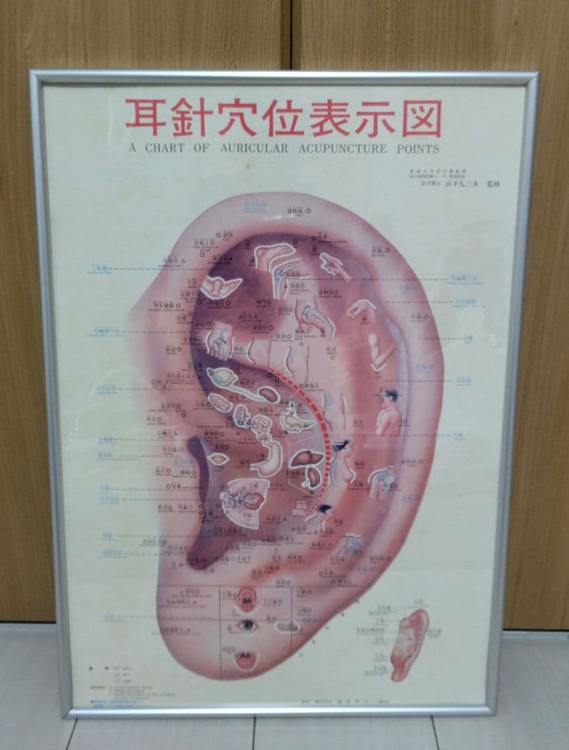 解剖学的人体半立体壁掛けポスター8枚セット