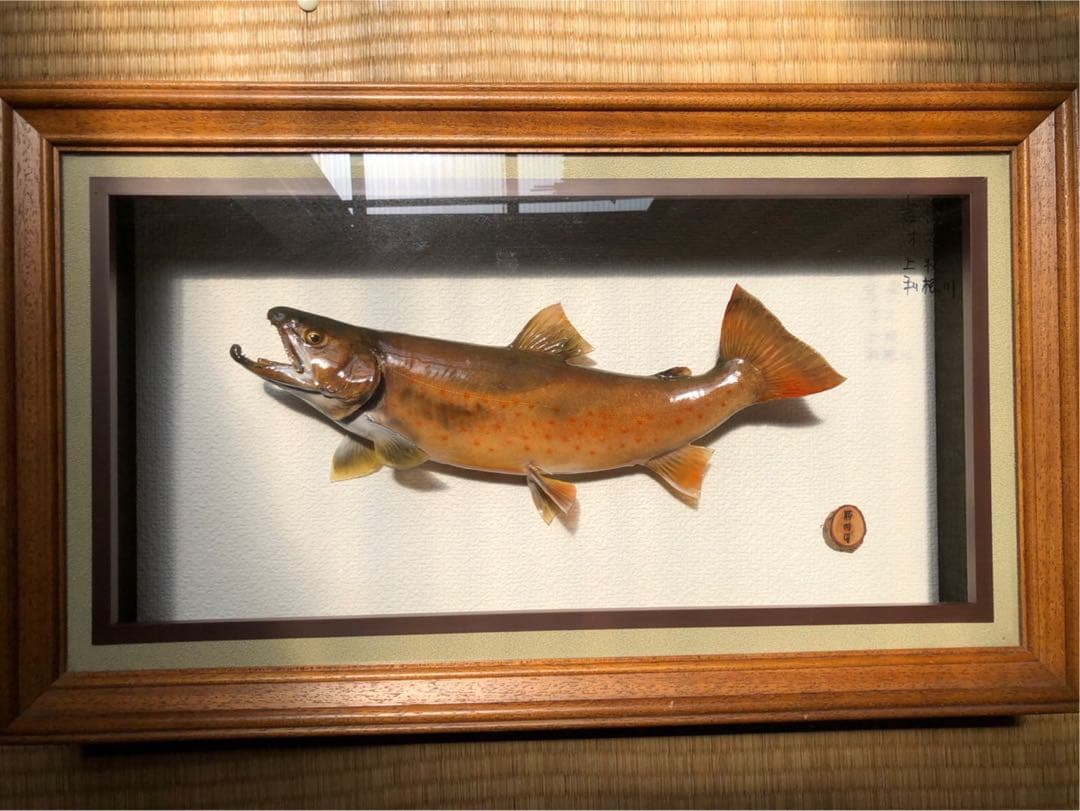 イワナの標本 剥製　木製フレーム 約30cm
