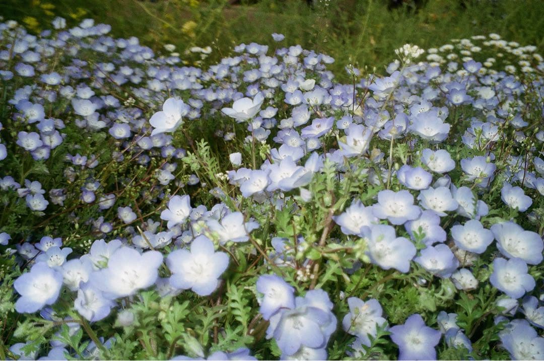 canon autoboy s フィルムカメラ