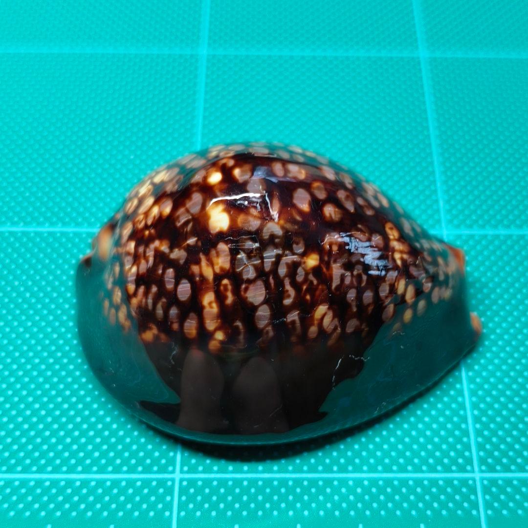 【沖縄産・大型】タカラガイ