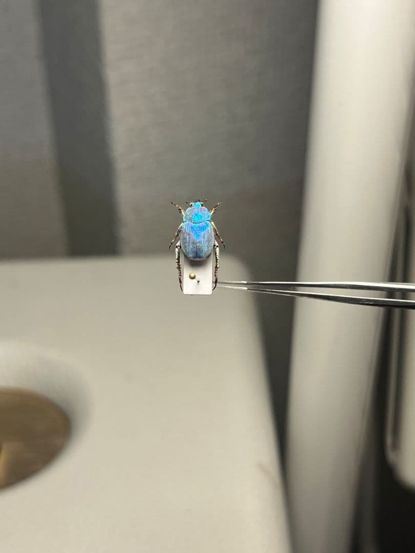 【9mm】シンジュアシナガコガネ 標本 ブルースカラベ プラチナコガネ カナブン