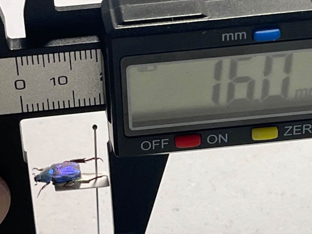 【9mm】シンジュアシナガコガネ 標本 ブルースカラベ プラチナコガネ カナブン